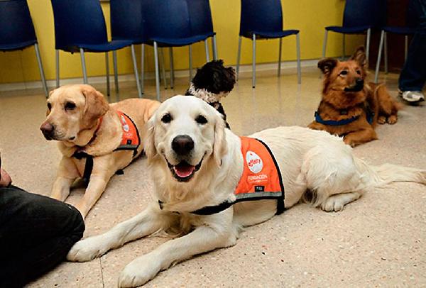 Beneficios de las terapias con perros