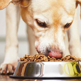 Comederos para perros