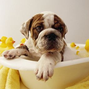 Higiene para perros