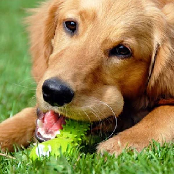 Juguetes para perros