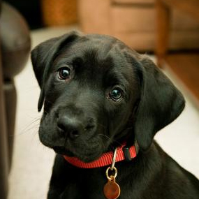 Collares para perros