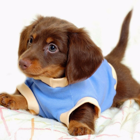 Ropa para perros