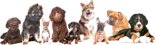Accesorios para tu perro